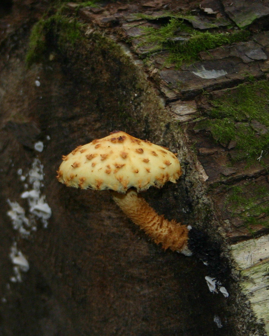 Pholiota